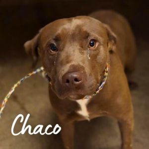 Chaco