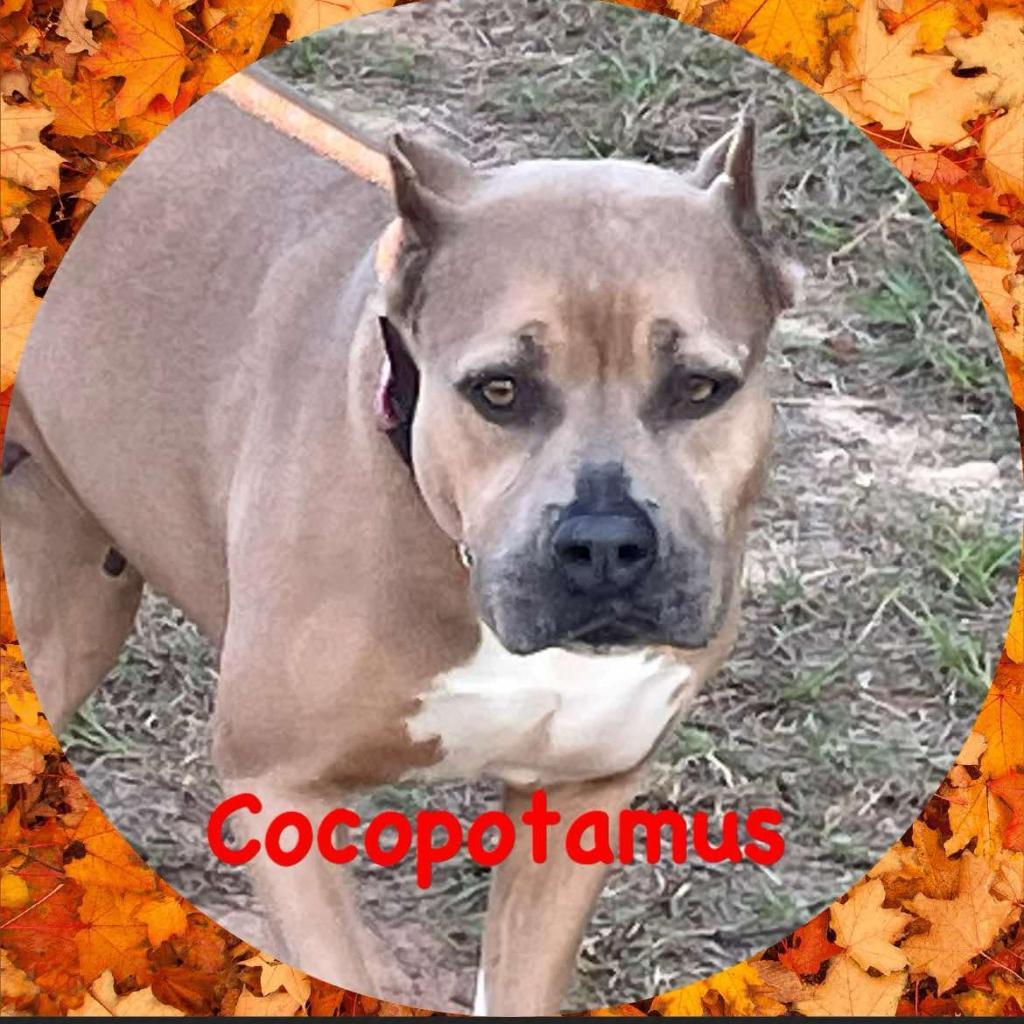 Cocopotamus