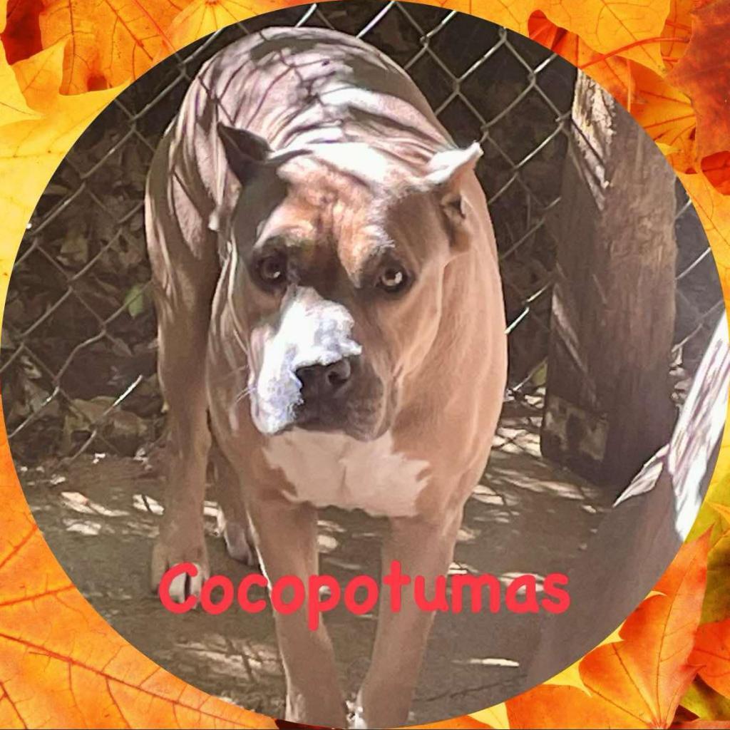 Cocopotamus