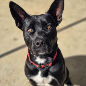 This dog is with Corridor Rescue in Houston Texas The biggest cuddle bug award goes to our very o