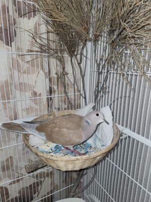 Sky is a sweet young dove who was hatched in May of 2024 She and her sister Ocean are whats