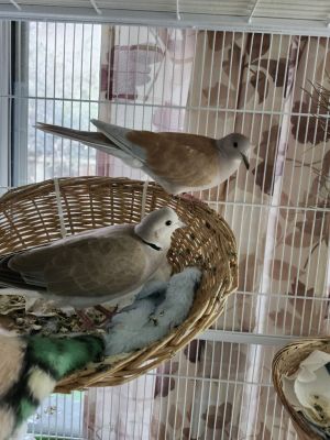 Ocean is a sweet young dove who was hatched in May of 2024 She and her sister Sky are whats