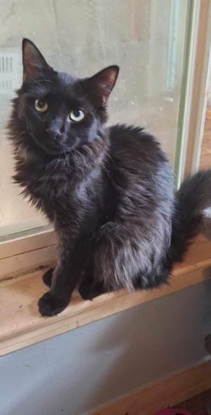 Ninja, Young Male Maine Coon