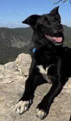 Harley, an adoptable Border Collie in Hot Springs, SD, 57747 | Photo Image 1