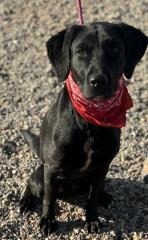 Tank, an adoptable Labrador Retriever in Hot Springs, SD, 57747 | Photo Image 1