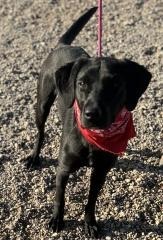 Tank, an adoptable Labrador Retriever in Hot Springs, SD, 57747 | Photo Image 2