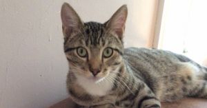 Laverne, Young Female Tabby