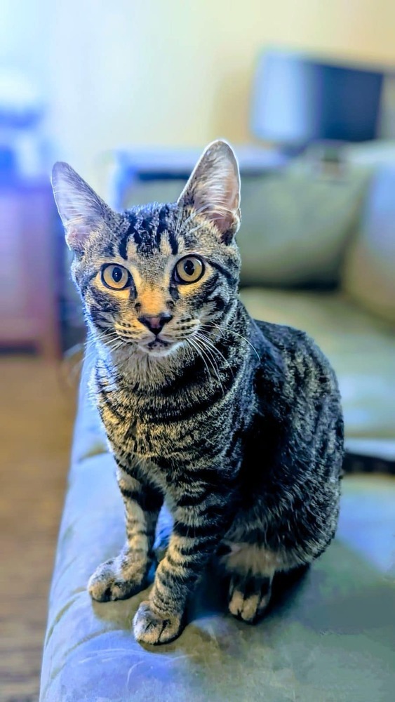Dexter, an adoptable American Shorthair in Emporia, KS, 66801 | Photo Image 1
