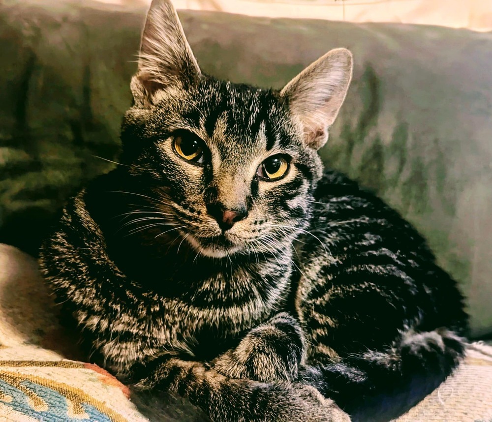 Dexter, an adoptable American Shorthair in Emporia, KS, 66801 | Photo Image 2