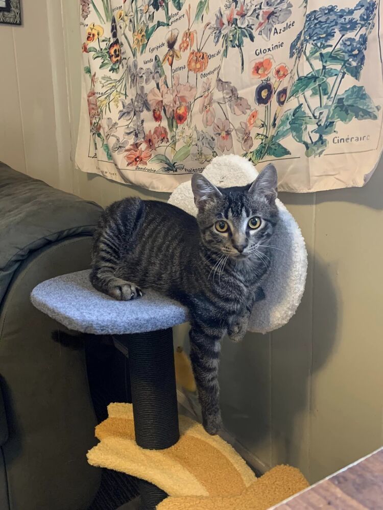 Dexter, an adoptable American Shorthair in Emporia, KS, 66801 | Photo Image 3