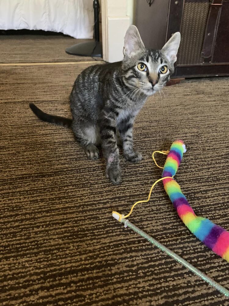 Dexter, an adoptable American Shorthair in Emporia, KS, 66801 | Photo Image 5