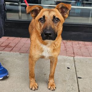 TANNER, Young Male Mixed Breed