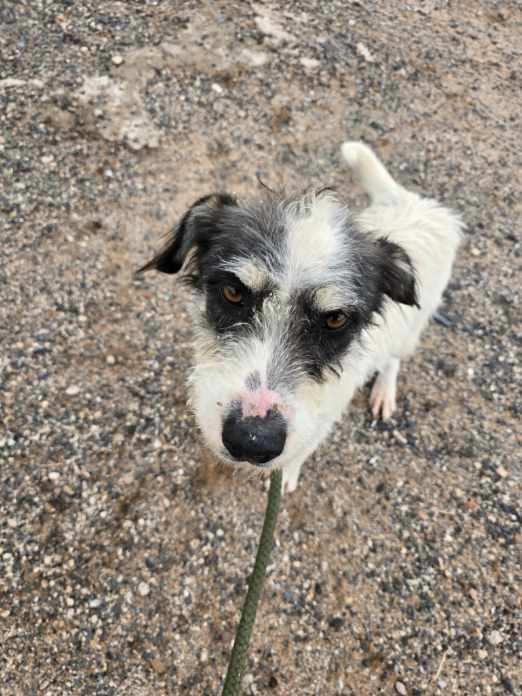 Scrap, an adoptable Terrier, Mixed Breed in Holbrook, AZ, 86025 | Photo Image 1