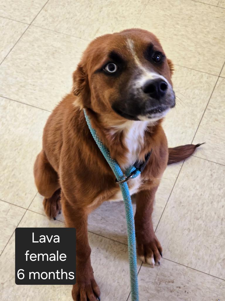 Lava, an adoptable Husky, Mixed Breed in Holbrook, AZ, 86025 | Photo Image 1