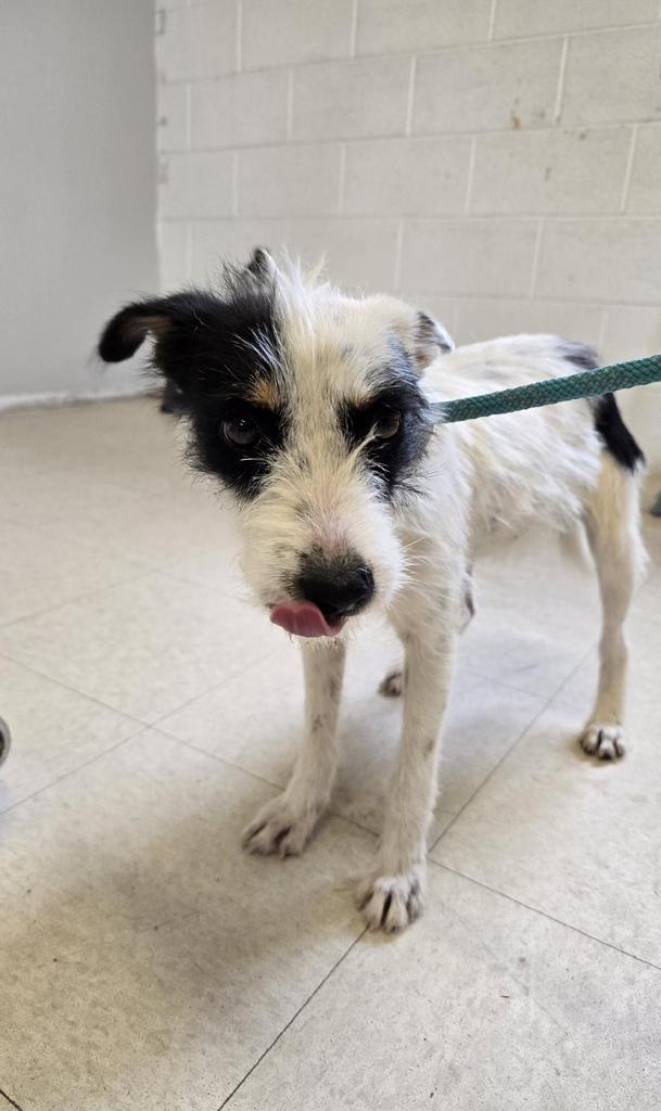 Yippee, an adoptable Terrier, Mixed Breed in Holbrook, AZ, 86025 | Photo Image 1