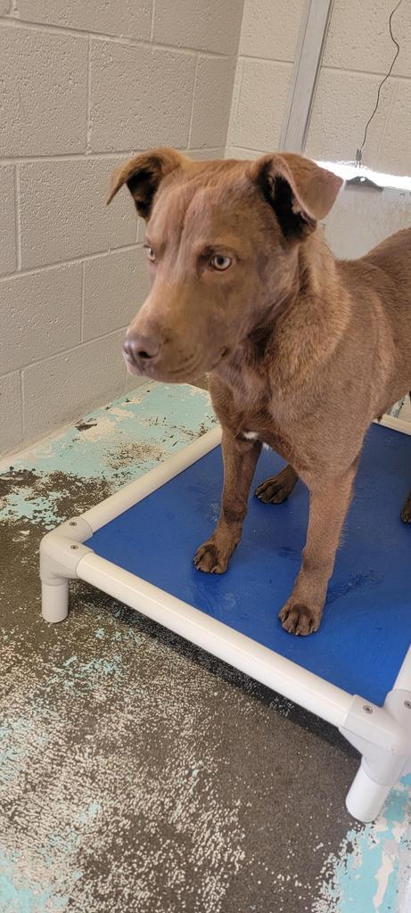 Chocolate, an adoptable Labrador Retriever, Mixed Breed in Holbrook, AZ, 86025 | Photo Image 1