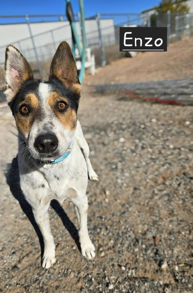 Enzo, an adoptable Cattle Dog, Mixed Breed in Holbrook, AZ, 86025 | Photo Image 1