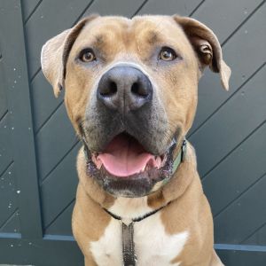 Reese, Adult Male Mixed Breed
