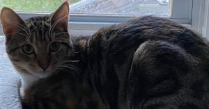 Shirley, Young Female Tabby