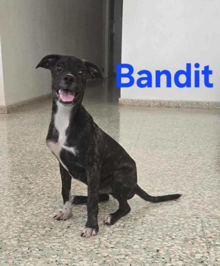 Bandit 2