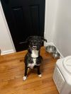 Bandit photo 6