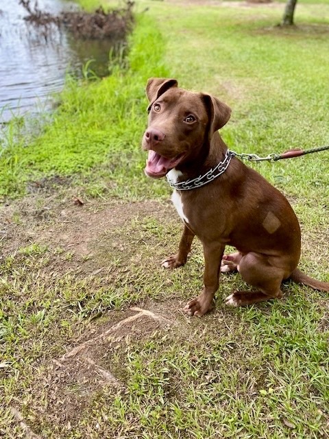 Weebles, an adoptable Vizsla, Mixed Breed in Macon, GA, 31210 | Photo Image 1