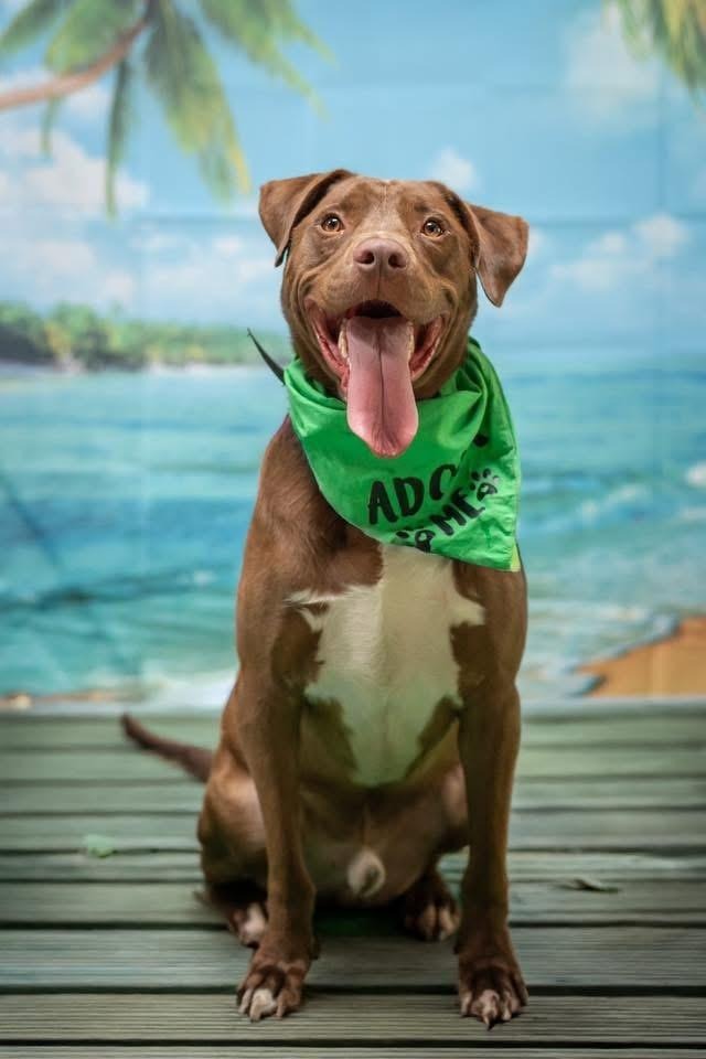 Weebles, an adoptable Vizsla, Mixed Breed in Macon, GA, 31210 | Photo Image 1