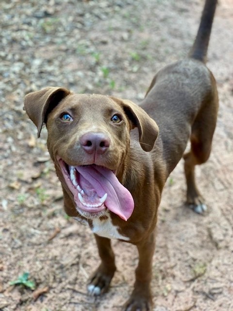 Weebles, an adoptable Vizsla, Mixed Breed in Macon, GA, 31210 | Photo Image 2