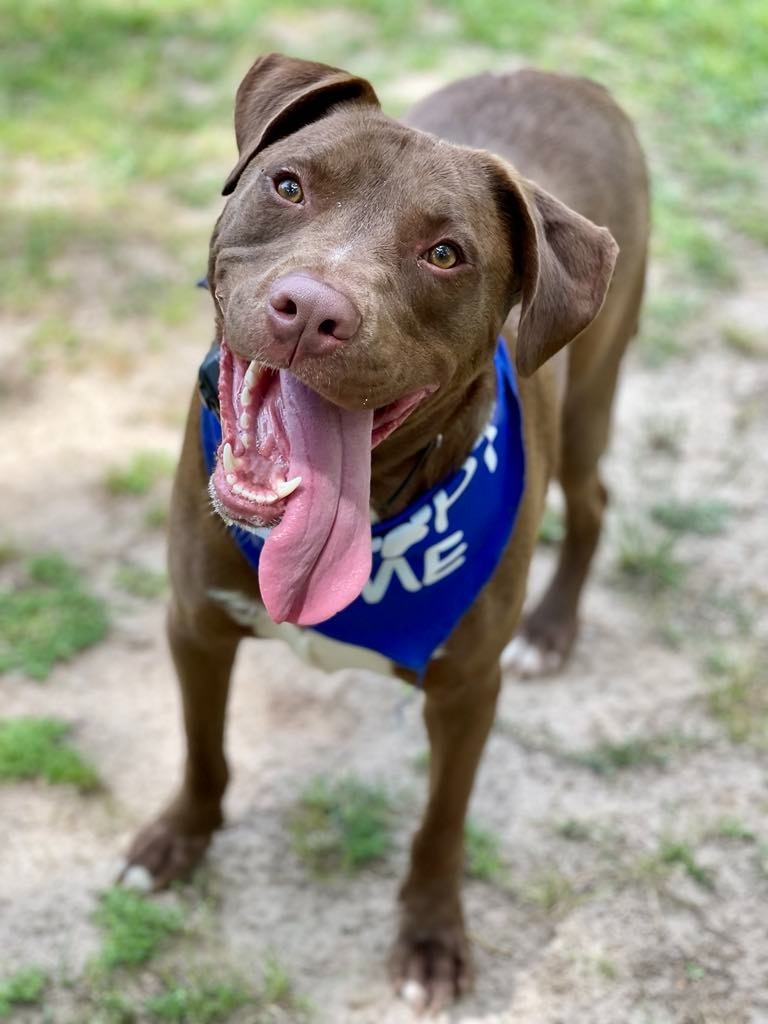 Weebles, an adoptable Vizsla, Mixed Breed in Macon, GA, 31210 | Photo Image 3
