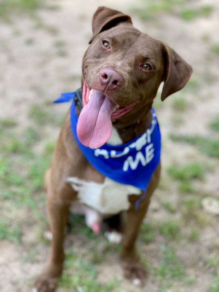Weebles, an adoptable Vizsla, Mixed Breed in Macon, GA, 31210 | Photo Image 4