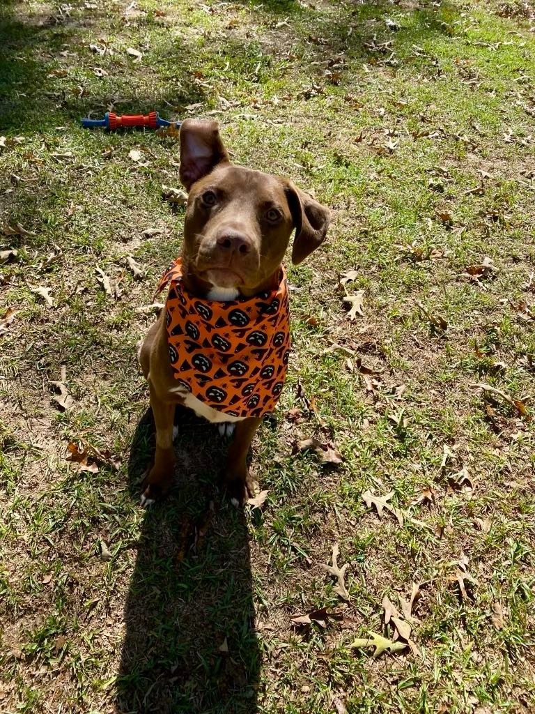Weebles, an adoptable Vizsla, Mixed Breed in Macon, GA, 31210 | Photo Image 5