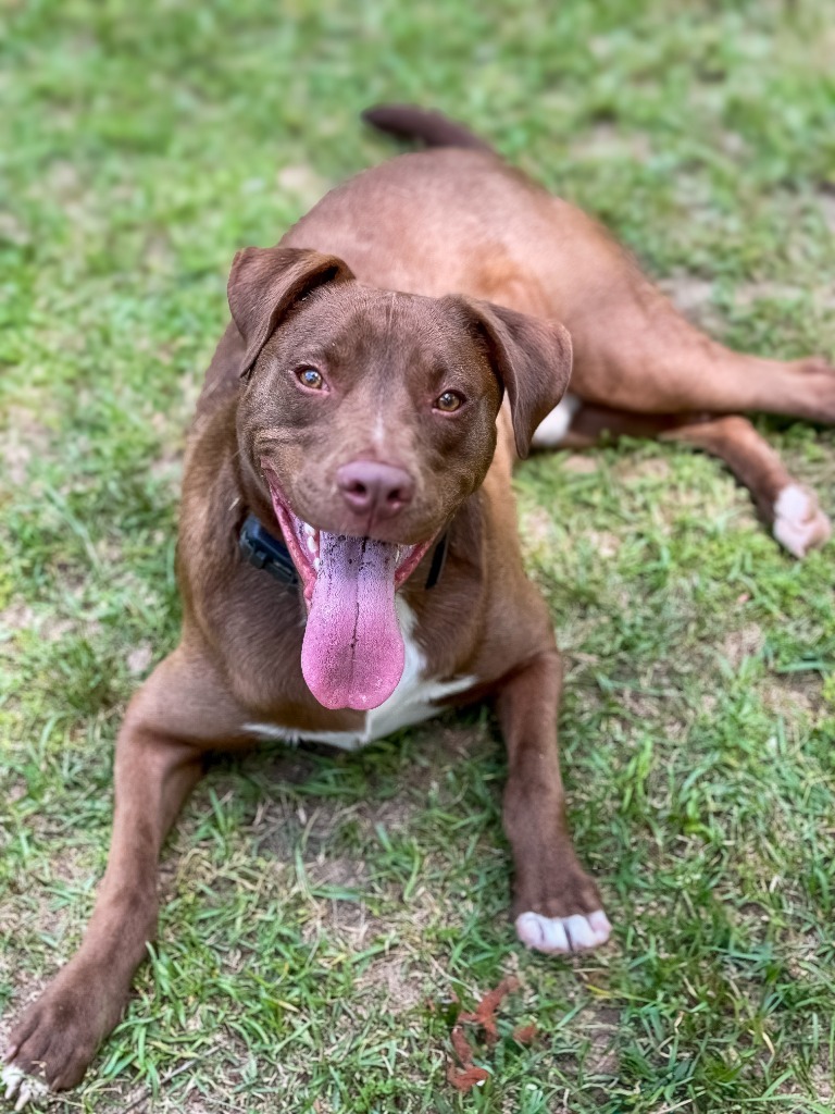 Weebles, an adoptable Vizsla, Mixed Breed in Macon, GA, 31210 | Photo Image 5