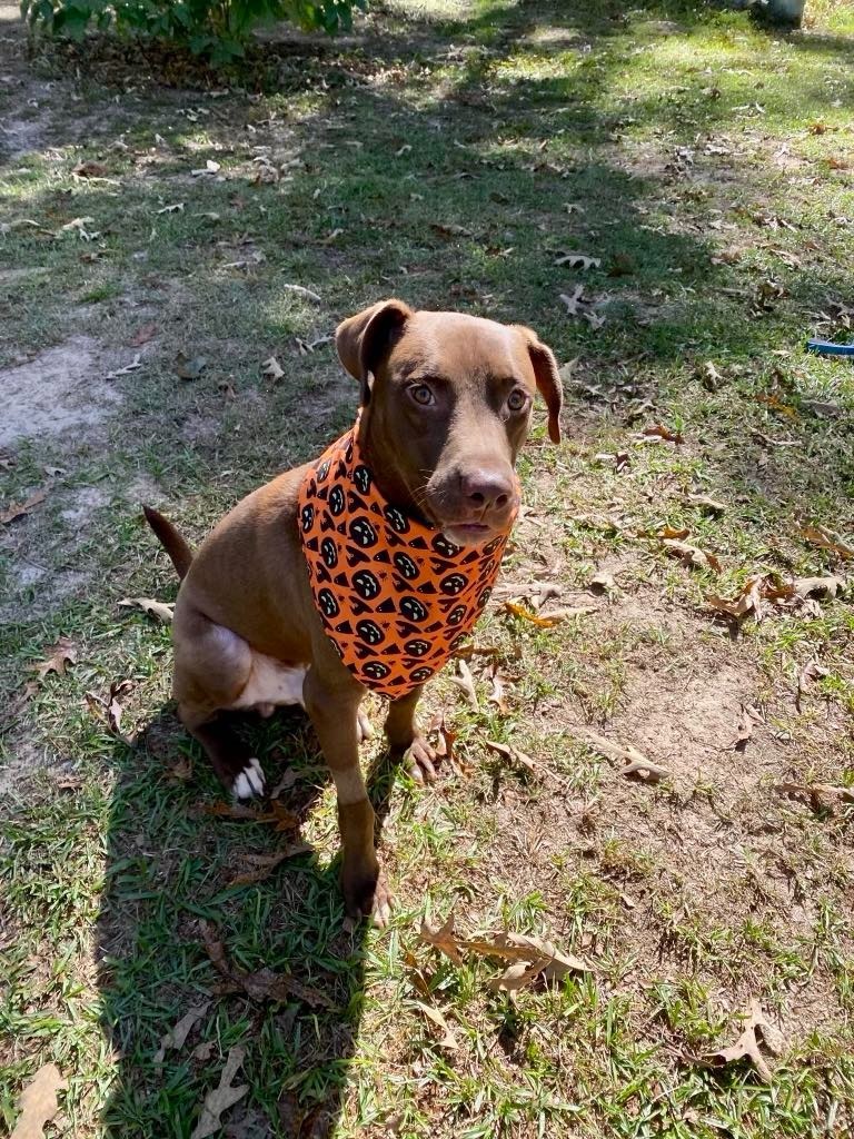 Weebles, an adoptable Vizsla, Mixed Breed in Macon, GA, 31210 | Photo Image 6