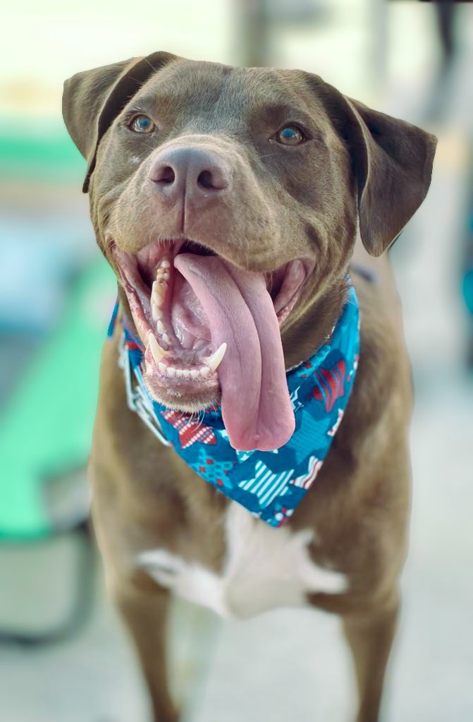 Weebles, an adoptable Vizsla, Mixed Breed in Macon, GA, 31210 | Photo Image 6