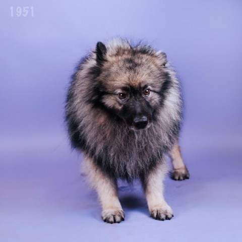 Chase, an adoptable Keeshond in Northbrook, IL, 60062 | Photo Image 1