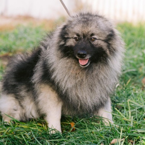 Chase, an adoptable Keeshond in Northbrook, IL, 60062 | Photo Image 2