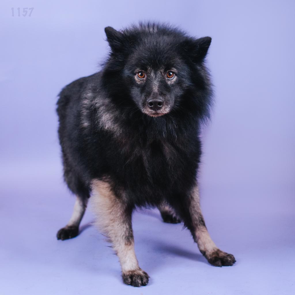 Charlotta, an adoptable Keeshond in Northbrook, IL, 60062 | Photo Image 1