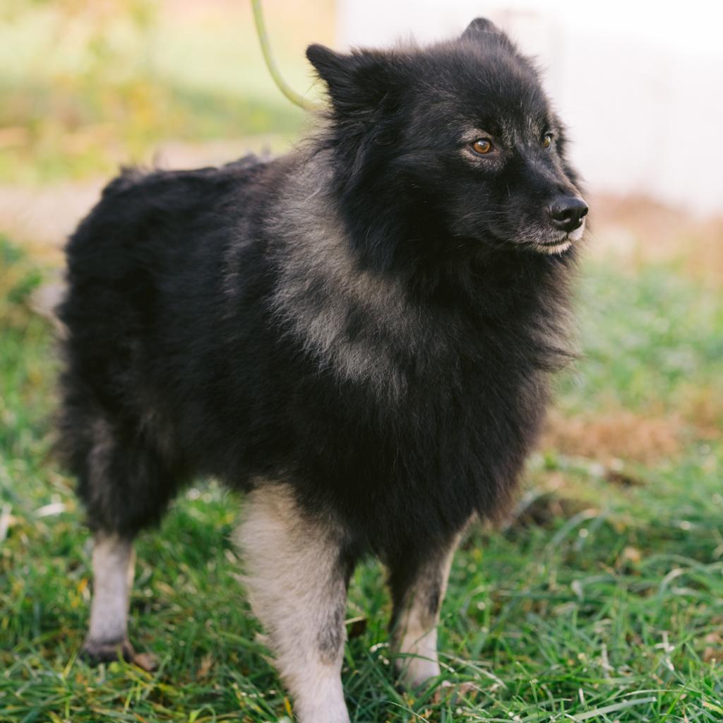 Charlotta, an adoptable Keeshond in Northbrook, IL, 60062 | Photo Image 2