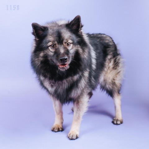 Cookie Dough, an adoptable Keeshond in Northbrook, IL, 60062 | Photo Image 1