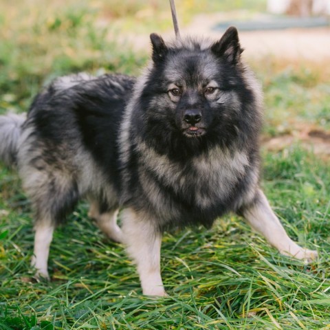 Cookie Dough, an adoptable Keeshond in Northbrook, IL, 60062 | Photo Image 2