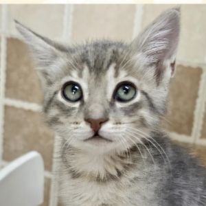 Asher Qatar, Young Male Domestic Short Hair