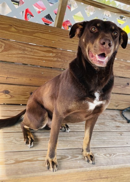 Koda