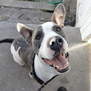Sparky, Adult Male Mixed Breed