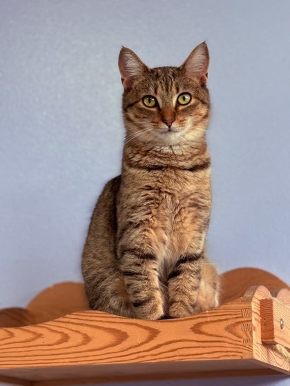 paulie, an adoptable Domestic Short Hair in Port Saint Joe, FL, 32456 | Photo Image 1