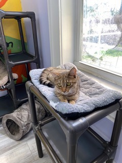 paulie, an adoptable Domestic Short Hair in Port Saint Joe, FL, 32456 | Photo Image 2