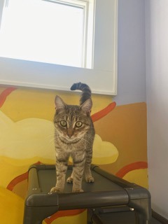 paulie, an adoptable Domestic Short Hair in Port Saint Joe, FL, 32456 | Photo Image 3