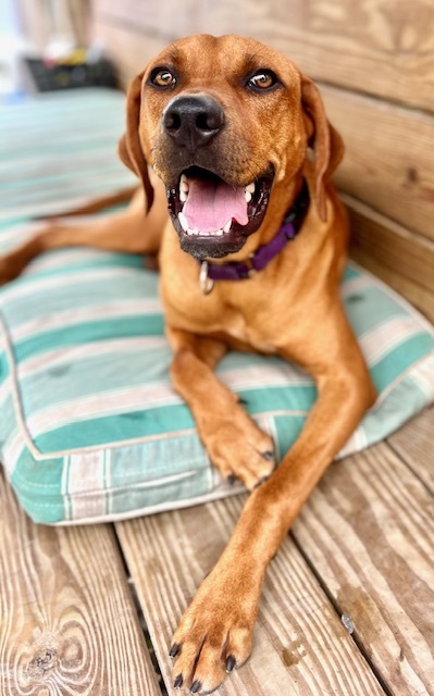 Homer