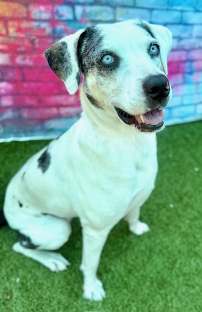 Daisy