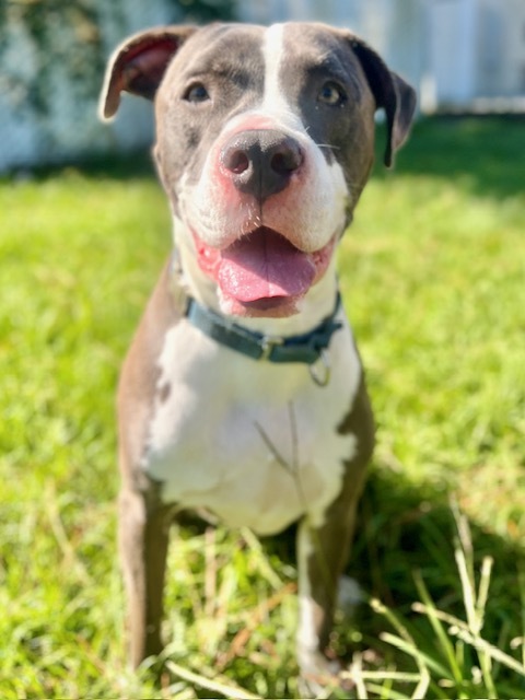 Roxy, an adoptable Bullmastiff, Mixed Breed in Port Saint Joe, FL, 32456 | Photo Image 1