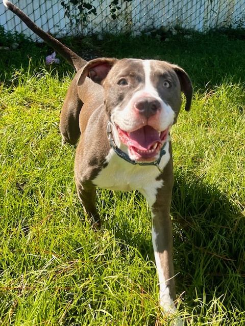 Roxy, an adoptable Bullmastiff, Mixed Breed in Port Saint Joe, FL, 32456 | Photo Image 3